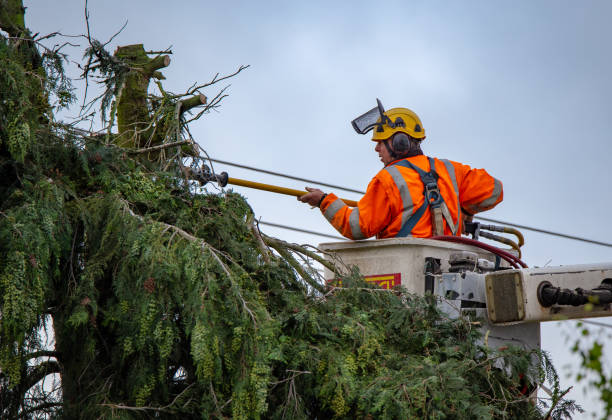  Governors Clu, NC Tree Removal Services Pros