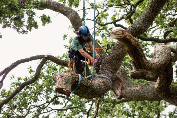 Best Tree Health Inspection  in Governors Clu, NC