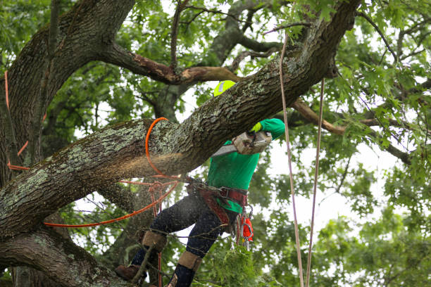 Best Hedge Trimming  in Governors Clu, NC