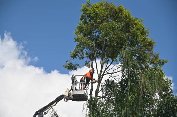 Best Stump Grinding and Removal  in Governors Clu, NC