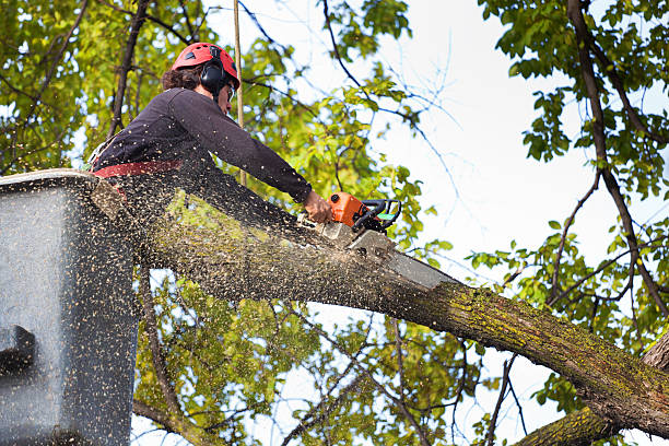 Best Tree Trimming and Pruning  in Governors Clu, NC