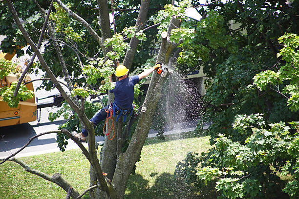 Best Leaf Removal  in Governors Clu, NC