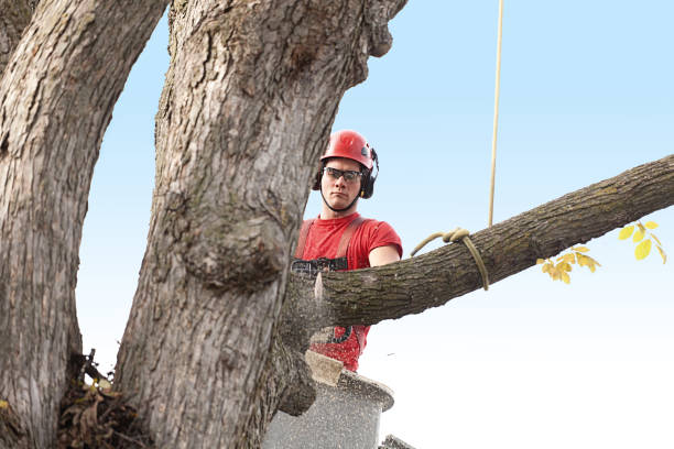 Best Palm Tree Trimming  in Governors Clu, NC